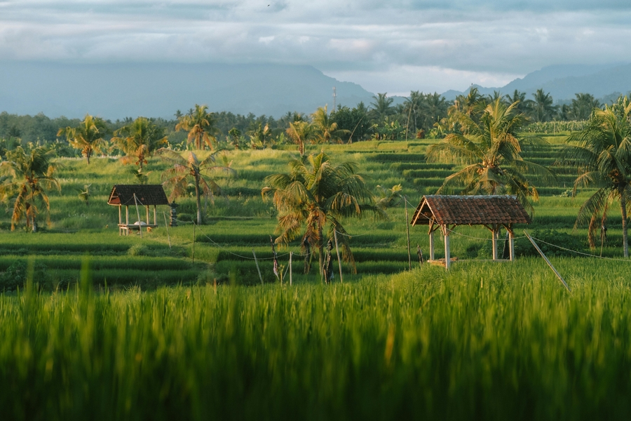 Agribusiness in Indonesia: Opportunities for Foreign Investors